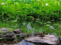 -东升八家郊野公园