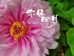 -秋霞圃