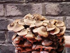 -谭鸭血老火锅(漳州路店)