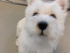 -翊宠yipet猫狗购宠庄园犬舍•猫舍