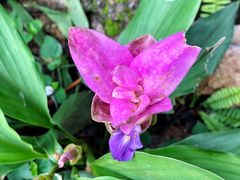 -中国科学院西双版纳热带植物园