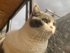 -MOCHA明星猫咖(田子坊店)