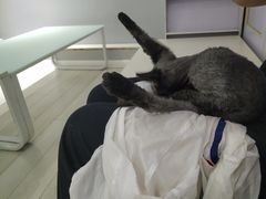 -喵的天空名猫咖啡馆·撸猫·猫舍·用品