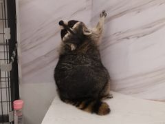 -浣熊柯尔鸭土拨鼠·电玩咖