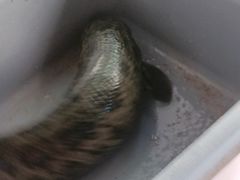 -金三可市井水煮鱼(金碧园店)