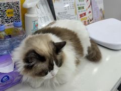 -四月宠物医院·猫专科·心脏专科·内科(转塘店)