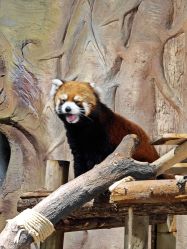 -Zoolung Zoolung动物主题公园(海信广场店)