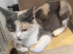 -楼上猫咖(罗湖店)