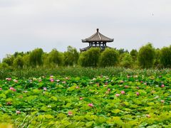 -呼兰河口湿地公园