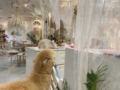 -共舞时光猫咖·狗咖(新街口店)