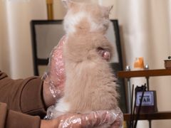 -小猫来了·猫舍(红山六九七九店)