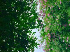 -眉山湿地公园(东坡区)