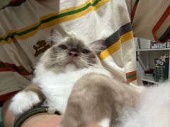 -四月宠物医院·猫专科·心脏专科·内科(转塘店)
