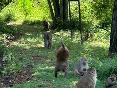 -苏州上方山国家森林公园