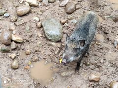 -青峰峡国家森林公园