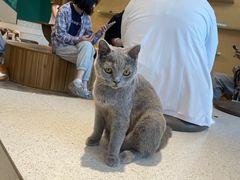 -飞行喵MR PILOT|猫舍·猫咖(静安大融城店)