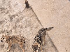 -青藏高原野生动物园