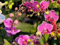 -溪岸路花鸟市场