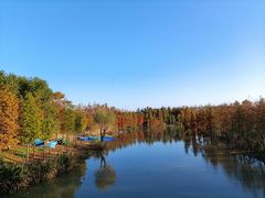 -上海长兴岛郊野公园