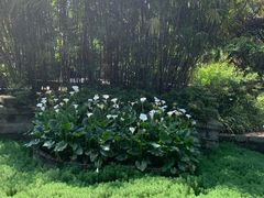 -南山植物园