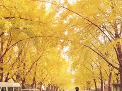 -三里屯东五街银杏大道
