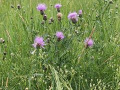 -呼和诺尔旅游景区