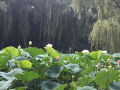 -洛阳市隋唐城遗址植物园