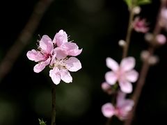 -深圳市中科院仙湖植物园