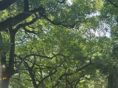 -之江大学-旧址