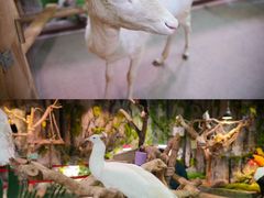 -正佳雨林生态植物园
