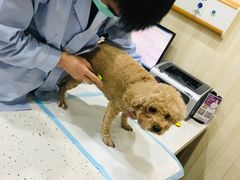 -宠爱国际动物医院·疑难骨科·心肾内科·皮肤科(太阳宫店)