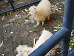 -长白岛森林公园