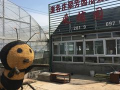 -庞各庄翠芳园西瓜蔬菜基地采摘园