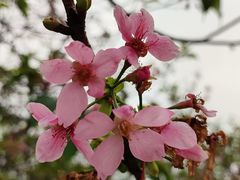 -天适樱花悠乐园