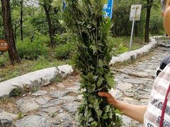 -阳台山自然风景区