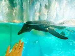 -帝企鹅自助餐厅•儿童岛•真企鹅(长隆企鹅酒店)