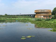 -荷塘月色湿地公园·向阳花洲
