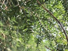 -中国科学院华南植物园