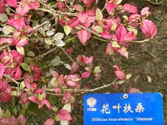 -中国科学院西双版纳热带植物园