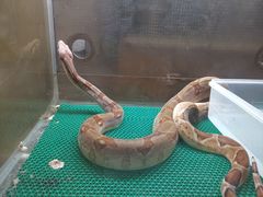 -上海大自然野生昆虫馆