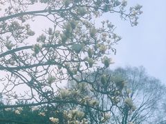 -杭州植物园