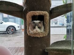 -糯米喵星人总部直营旗舰店·猫舍·幼猫出售