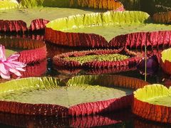 -国家植物园南园