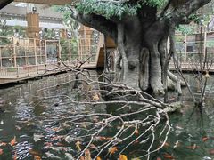 -南宫五洲植物乐园