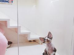 -十年猫舍·猫咪专门店(普陀店)