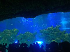 -芜湖新华联大白鲸海洋公园