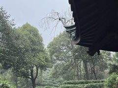 -十八棵（老龙井）御茶园(老龙井店)