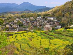 -桑洲油菜花景区