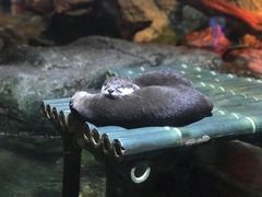 -暹罗海洋世界