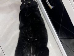 -瑞派宠物医院·犬猫全科·猫友好(宾水西道店)